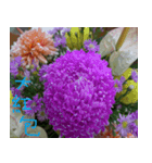 Beautiful picture of safflower（個別スタンプ：7）