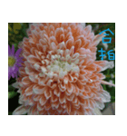 Beautiful picture of safflower（個別スタンプ：8）