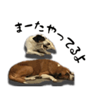 タイのノラ 犬Ver（個別スタンプ：16）