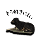 タイのノラ 犬Ver（個別スタンプ：24）