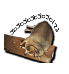 タイのノラ 犬Ver（個別スタンプ：26）