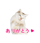 猫になったら（実写）（個別スタンプ：4）