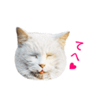 猫になったら（実写）（個別スタンプ：5）