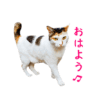 猫になったら（実写）（個別スタンプ：6）