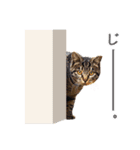 猫になったら（実写）（個別スタンプ：10）