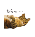 猫になったら（実写）（個別スタンプ：12）