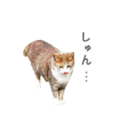 猫になったら（実写）（個別スタンプ：22）