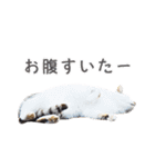 猫になったら（実写）（個別スタンプ：24）