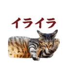 猫になったら（実写）（個別スタンプ：25）