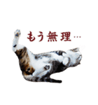 猫になったら（実写）（個別スタンプ：26）