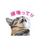 猫になったら（実写）（個別スタンプ：27）