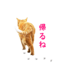 猫になったら（実写）（個別スタンプ：31）