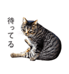 猫になったら（実写）（個別スタンプ：32）