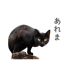 猫になったら（実写）（個別スタンプ：33）