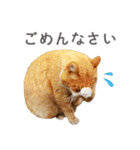 猫になったら（実写）（個別スタンプ：39）