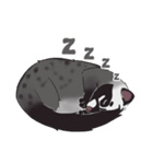 Ciki Civet (Asian Palm Civet)（個別スタンプ：1）