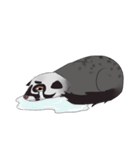 Ciki Civet (Asian Palm Civet)（個別スタンプ：30）