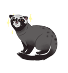 Ciki Civet (Asian Palm Civet)（個別スタンプ：37）