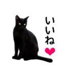 明るい黒猫♪（個別スタンプ：1）
