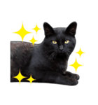 明るい黒猫♪（個別スタンプ：15）