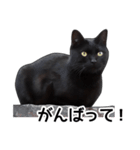 明るい黒猫♪（個別スタンプ：20）