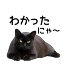 明るい黒猫♪（個別スタンプ：22）