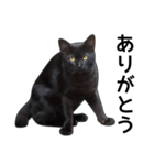 明るい黒猫♪（個別スタンプ：23）
