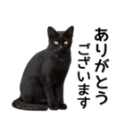 明るい黒猫♪（個別スタンプ：24）