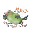 Parrot MaoDou's Things.（個別スタンプ：12）