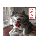 My Husky(proud)（個別スタンプ：1）