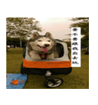 My Husky(proud)（個別スタンプ：5）