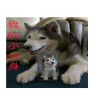 My Husky(proud)（個別スタンプ：8）