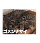 cat called SADAHARU 2（個別スタンプ：5）