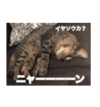 cat called SADAHARU 2（個別スタンプ：11）