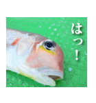 魚写真スタンプ1（個別スタンプ：4）