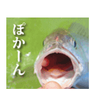 魚写真スタンプ1（個別スタンプ：7）