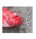 魚写真スタンプ1（個別スタンプ：8）