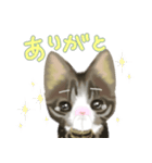 子猫のごままろ（個別スタンプ：15）