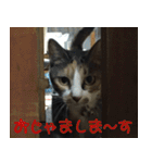 なかよしchami~na（個別スタンプ：4）