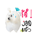 Mutu My Dog（個別スタンプ：12）