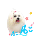 Mutu My Dog（個別スタンプ：16）