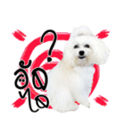 Mutu My Dog（個別スタンプ：23）