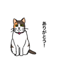 動く！三毛猫と待ち合わせ。（個別スタンプ：6）