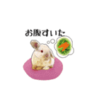 Rabbit, cute tail of the owner's（個別スタンプ：8）