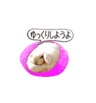 Rabbit, cute tail of the owner's（個別スタンプ：12）