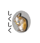 Rabbit, cute tail of the owner's（個別スタンプ：19）