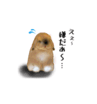 Rabbit, cute tail of the owner's（個別スタンプ：25）