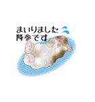 Rabbit, cute tail of the owner's（個別スタンプ：28）