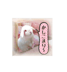 Rabbit, cute tail of the owner's（個別スタンプ：29）