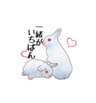 Rabbit, cute tail of the owner's（個別スタンプ：31）